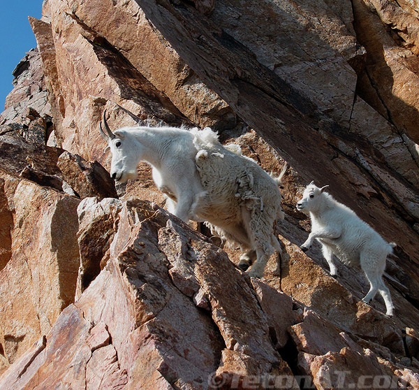 goats-near-snow-bridge goats-near-snow-bridge