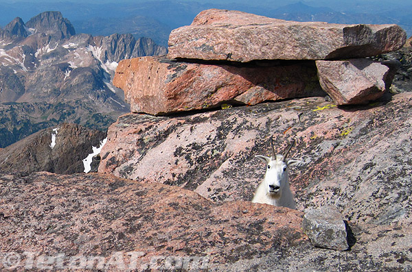 goats-on-summit goats-on-summit