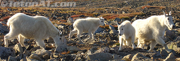 lots-of-goats lots-of-goats