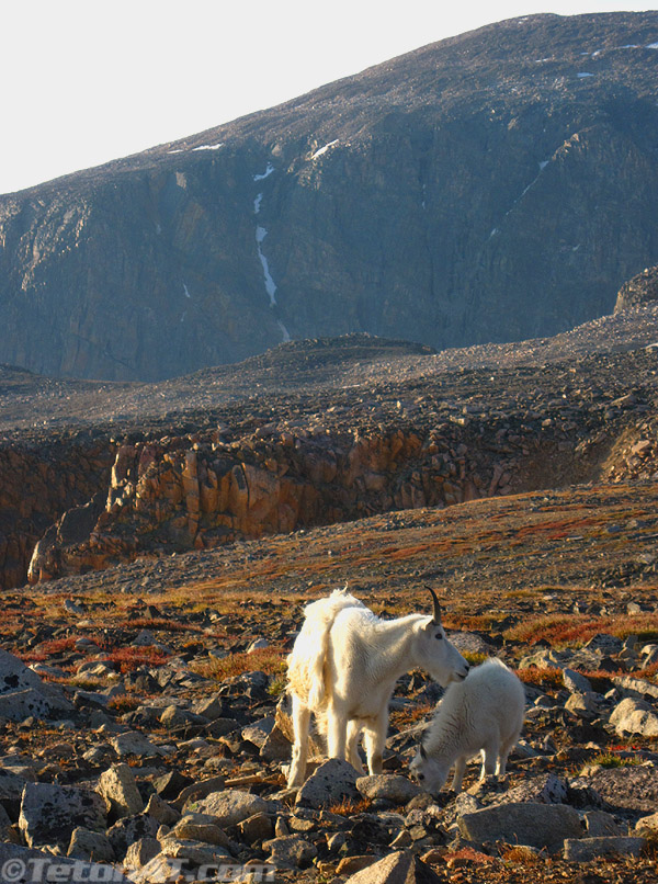 mountain-goats-near-tempest-mountain mountain-goats-near-tempest-mountain