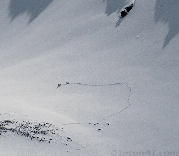 and the sheep didnt stop running