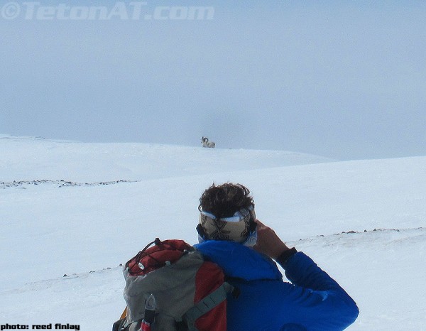 more sheep with bigger curl