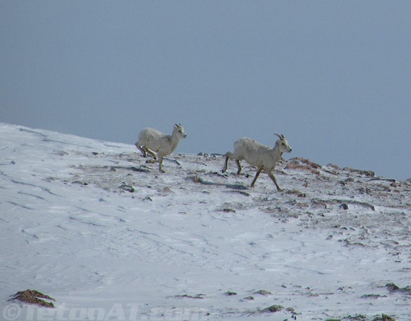 we startled some sheep