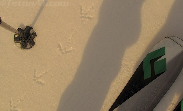 teton chicken tracks